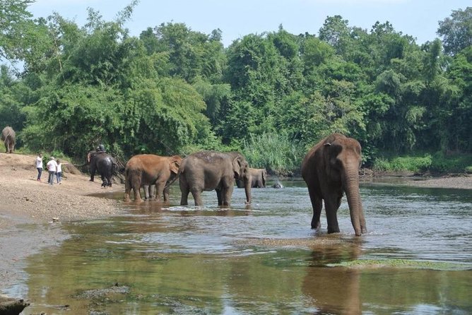 2 day 1 night Elephant World Kanchanaburi from Bangkok - ElephantsWorld Kanchanaburi From Bangkok: the 2-day rhythm you’ll live by