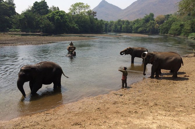 2 day 1 night Elephant World Kanchanaburi from Bangkok - Day 2 begins with movement: walking elephants to the forest
