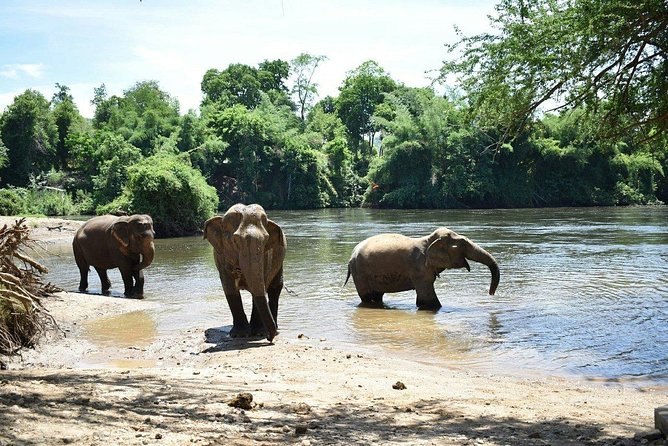 2 day 1 night Elephant World Kanchanaburi from Bangkok - Bird watching in the early morning: a quiet slot in the middle of hands-on work