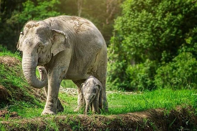 6-Day Northern Thailand Tour: Ayutthaya, Sukhothai, Chiang Mai and Chiang Rai from Bangkok - Day 4: Mae Ka Chan hot springs, Chiang Mai arrival, and Wat Doi Suthep plus Kantoke