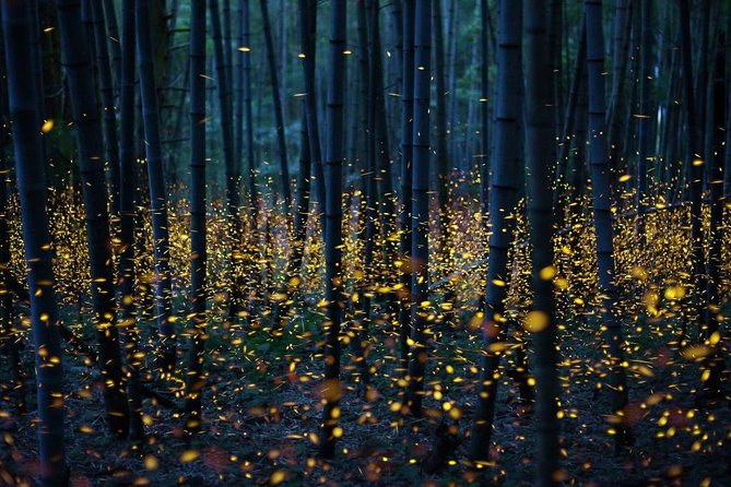 Bamboo Bicycle Tour in twilight: watch dancing Fireflies in Bangkok - Riding Through Sri Nakhon Khuean Khan Park Before Night Falls