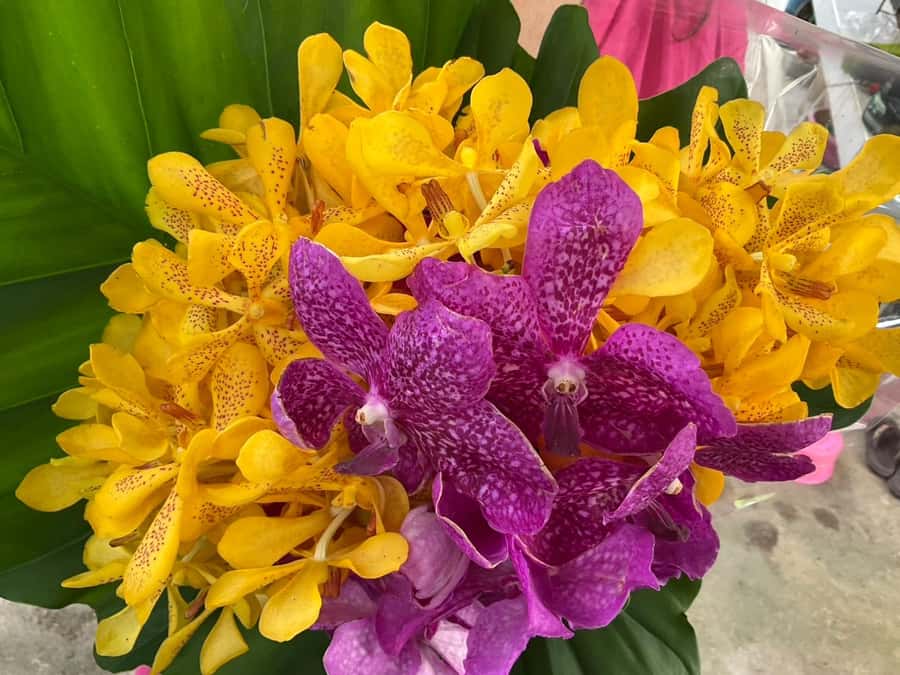 Bangkok Canal Small Teak Boat Full-Day Tour - Orchid and Pandan Farm: Plants With a Place in Thai Life