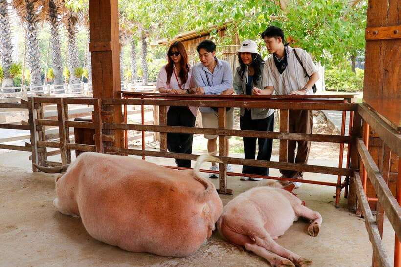 Bangkok: Damnoen Saduak and Train Market with Boat Ride - The ride out of Bangkok: early start and comfort