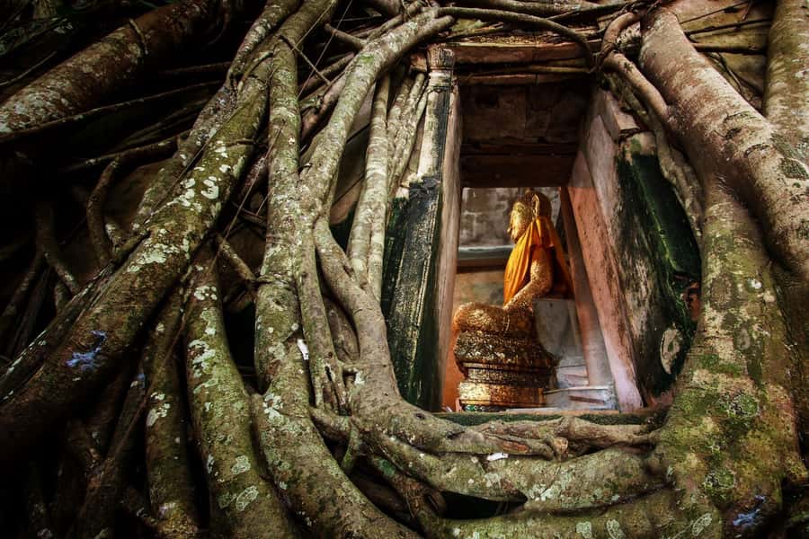 Bangkok: Dragon Temple, Roots Temple and Amphawa in spanish - A Sunday loop from Bangkok that mixes faith and nightlife-lite