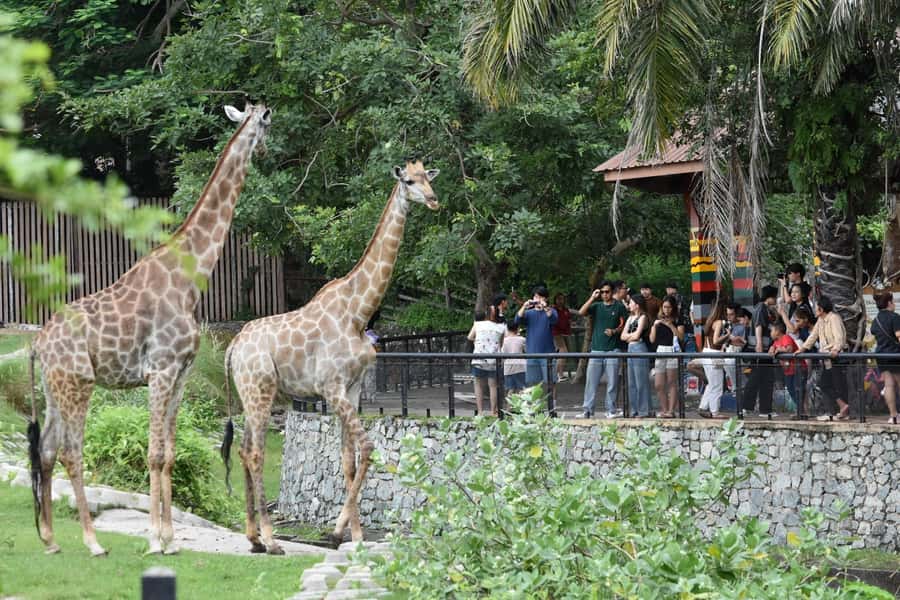 Bangkok: Elephant Sanctuary &Khao Kheow Open Zoo (Moodeng) - Khao Kheow Open Zoo: Moodeng plus zones you can actually plan around