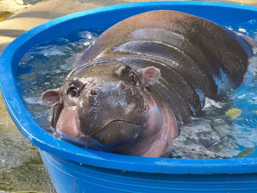 Bangkok: Elephant Sanctuary &Khao Kheow Open Zoo (Moodeng) - How the timing works (and where the day can feel long)