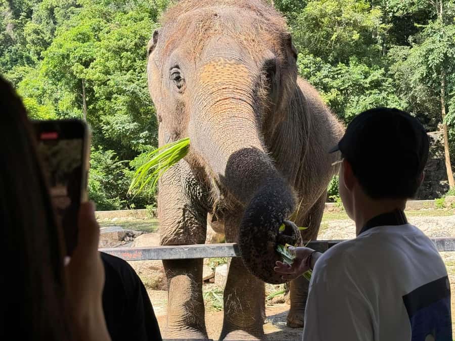 Bangkok: Elephant Sanctuary &Khao Kheow Open Zoo (Moodeng) - Who this trip is best for (and who should skip it)