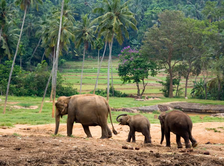 Bangkok: Erawan Park & Elephant observation Private Tour - Key Highlights Worth Marking on Your Map