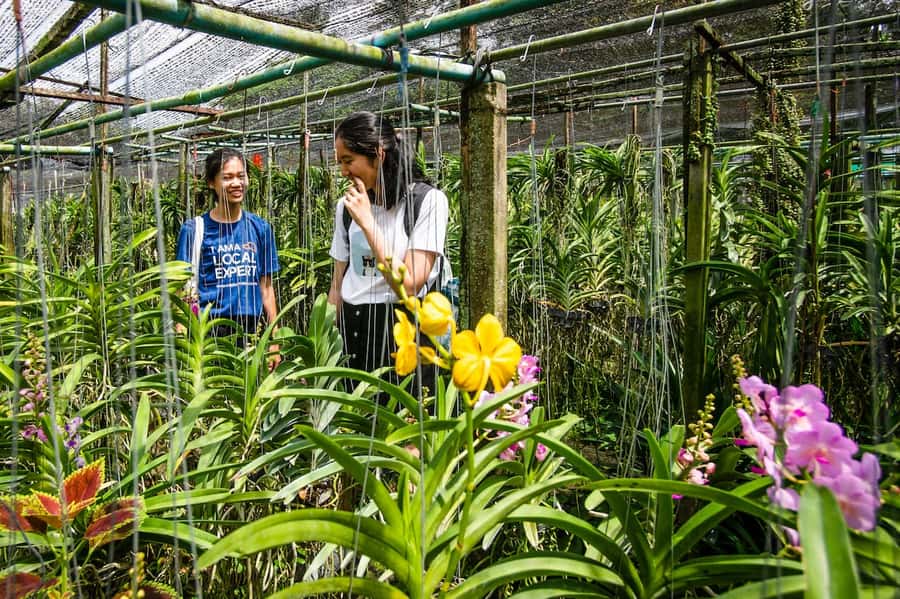 Bangkok Floating Market & Boat Ride to an Orchid Farm - Food and Desserts: Why This Tour Works for Non-Foodies Too