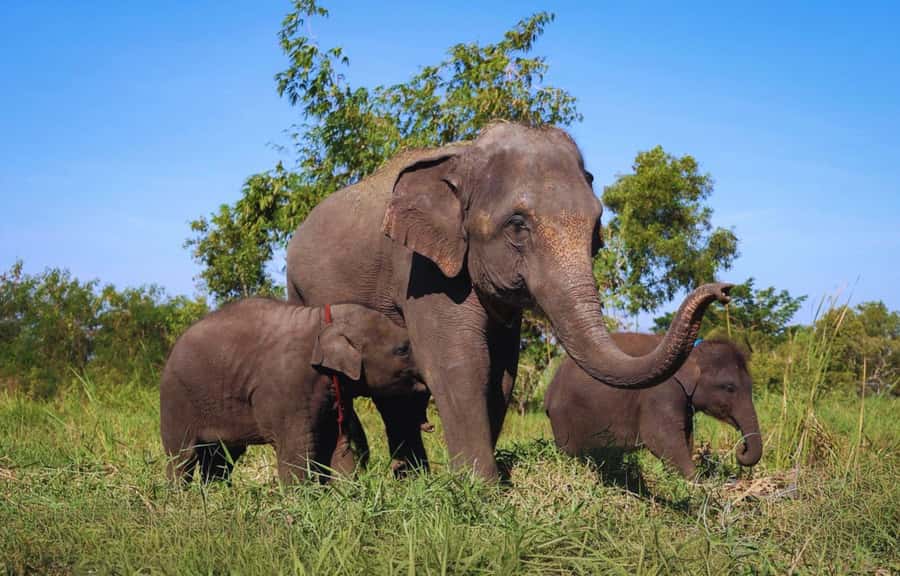 Bangkok Highlights: Ethical Elephant Care and Buffet Lunch - Key Highlights You’ll Actually Feel During the Day