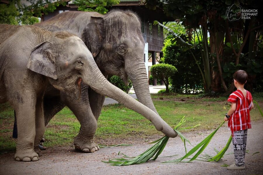 Bangkok Highlights: Ethical Elephant Care and Buffet Lunch - What’s Included for $74, and Why the Value Adds Up