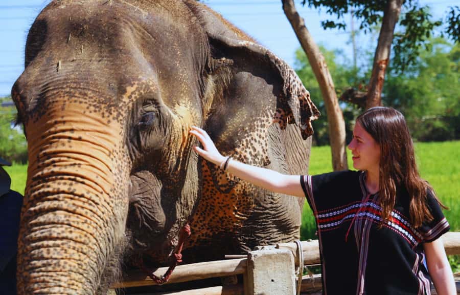 Bangkok Highlights: Ethical Elephant Care and Buffet Lunch - Why Bangkok Elephant Park Feels Different From the Usual Elephant Day
