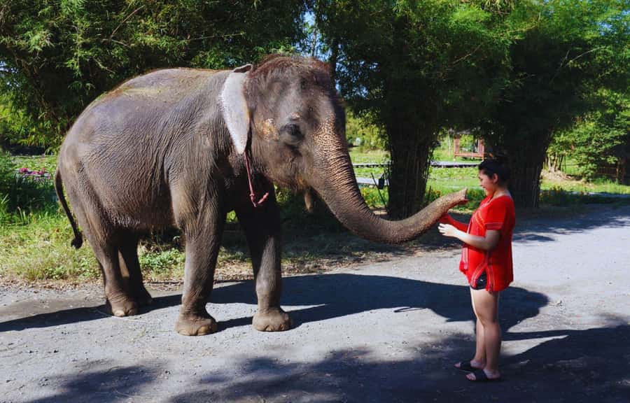 Bangkok Highlights: Ethical Elephant Care and Buffet Lunch - Mud Spa and Water Play Without the Usual Exploitation