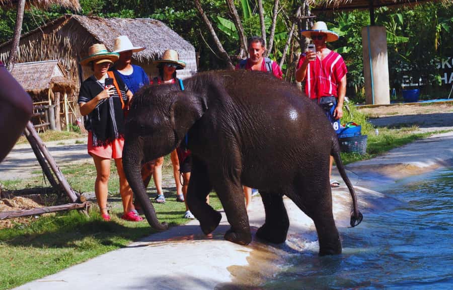Bangkok Highlights: Ethical Elephant Care and Buffet Lunch - The Thai Buffet Lunch: A Real Break, Not Just a Token Meal