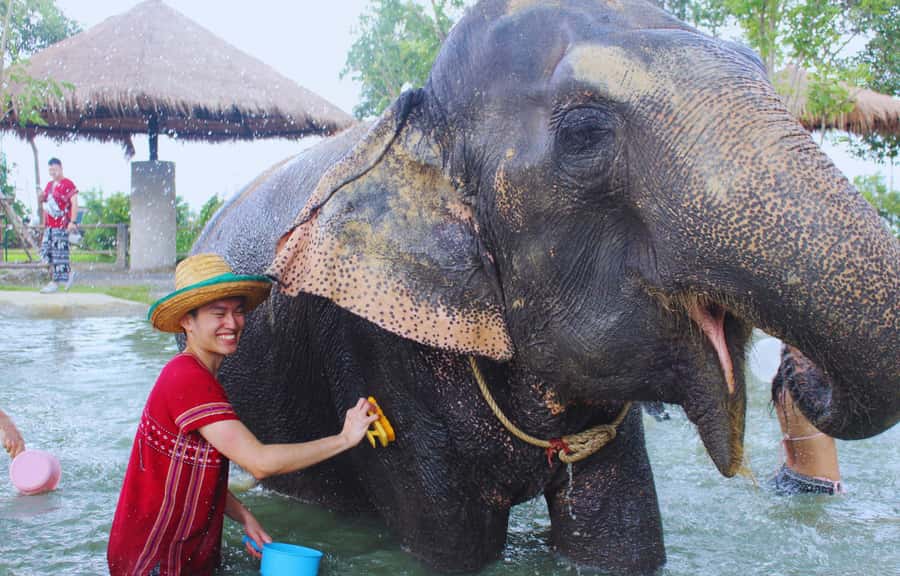 Bangkok Highlights: Ethical Elephant Care and Buffet Lunch - Photos, Souvenirs, and Small Touches That Reduce Stress
