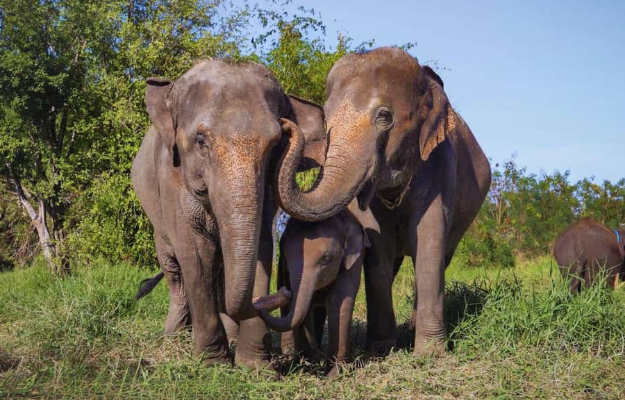 Bangkok Highlights: Ethical Elephant Care and Buffet Lunch - Getting There: Round-Trip Transport, Timing, and Traffic Reality