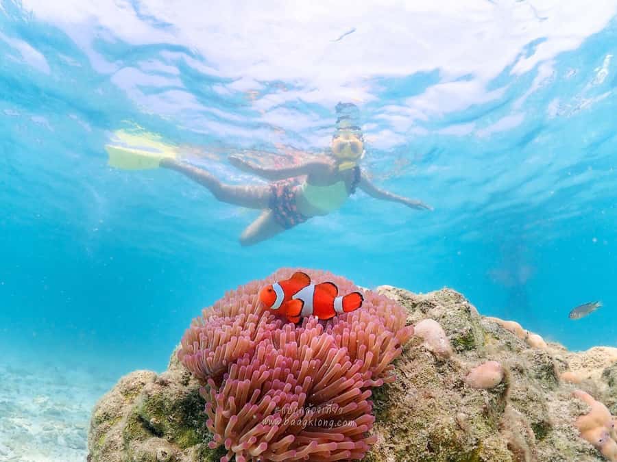 Bangkok: Nemo Island Day Trip with Drone Photos and Lunch - Key highlights you’ll feel immediately