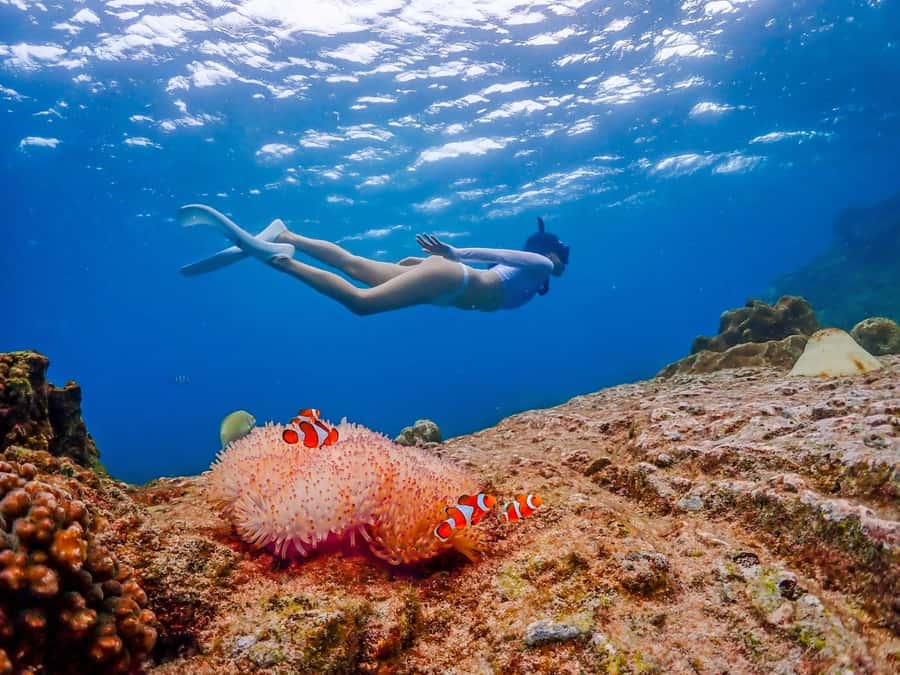 Bangkok: Nemo Island Day Trip with Drone Photos and Lunch - Speedboat transfer and the first snorkeling stop: 3 meters of Nemo-friendly water