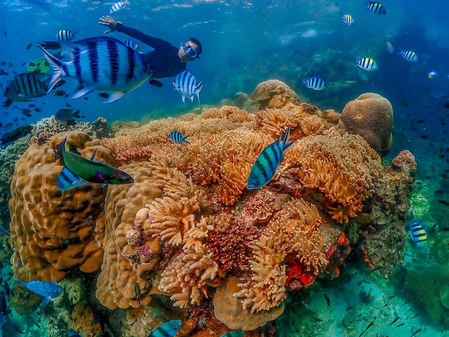 Bangkok: Nemo Island Day Trip with Drone Photos and Lunch - Price and value: is $109 worth it?