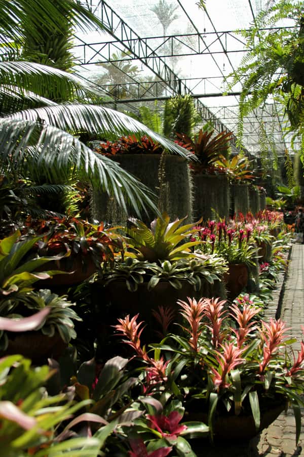 Bangkok: Nong Nooch Garden - Key things to know before you go