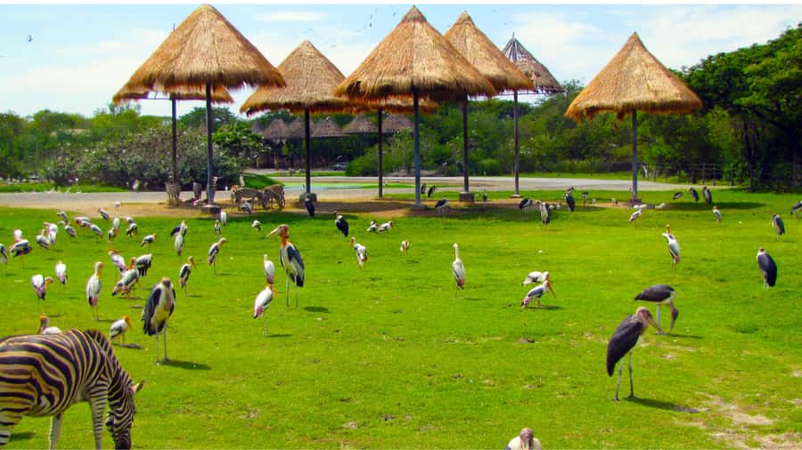 Bangkok: Private Family Tour to Safari & River Dinner Cruise - Buffet lunch at Safari World: fuel that works for all ages
