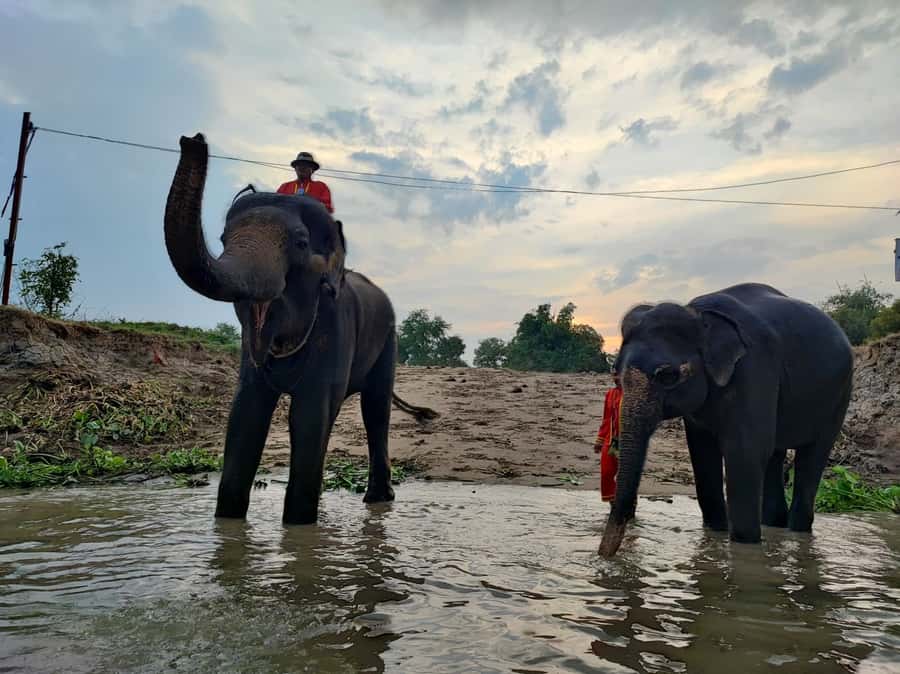 Bangkok: Private Trip to Ayutthaya Temples & Night Market - Highlights That Actually Matter on This Ayutthaya Day