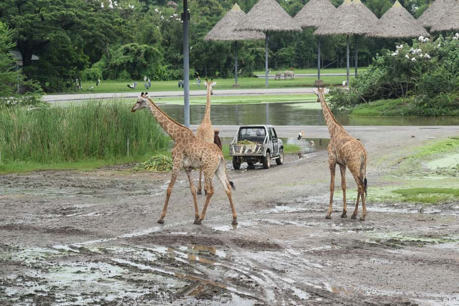 Bangkok Safari & Marine Park - Key things to know before you go