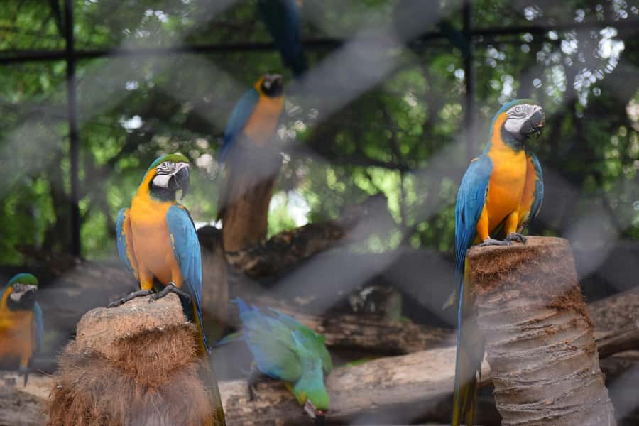 Bangkok Safari & Marine Park - Bangkok Safari & Marine Park: what you’re really buying