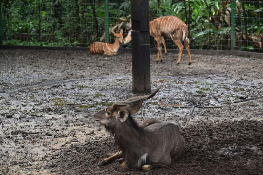 Bangkok Safari & Marine Park - Drive-through safari: lions, tigers, and giraffes from your vehicle