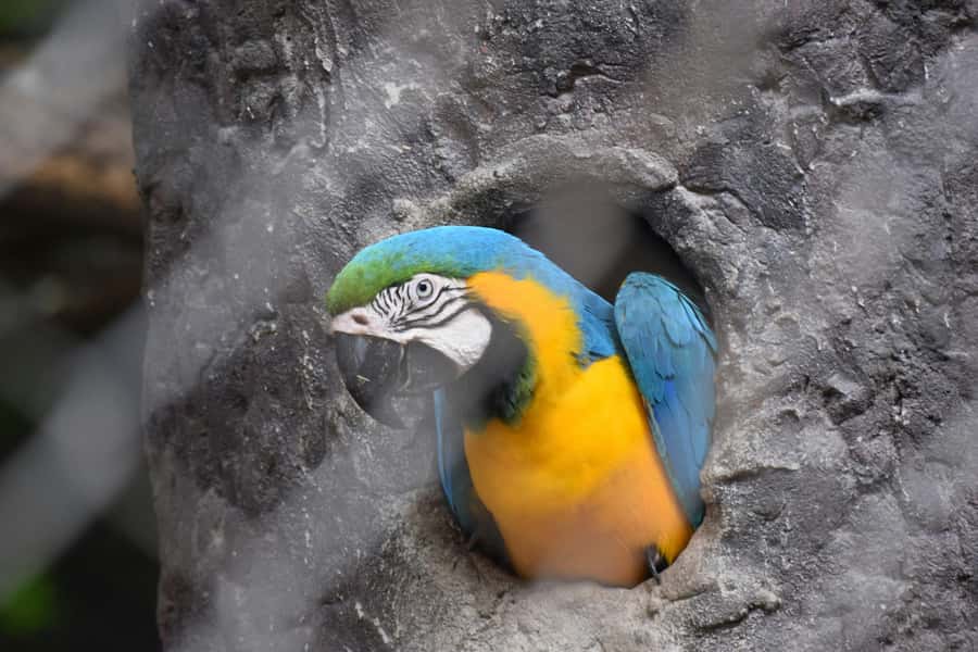 Bangkok Safari & Marine Park - Food and the cost reality: tickets, meals, and the “hidden” gaps
