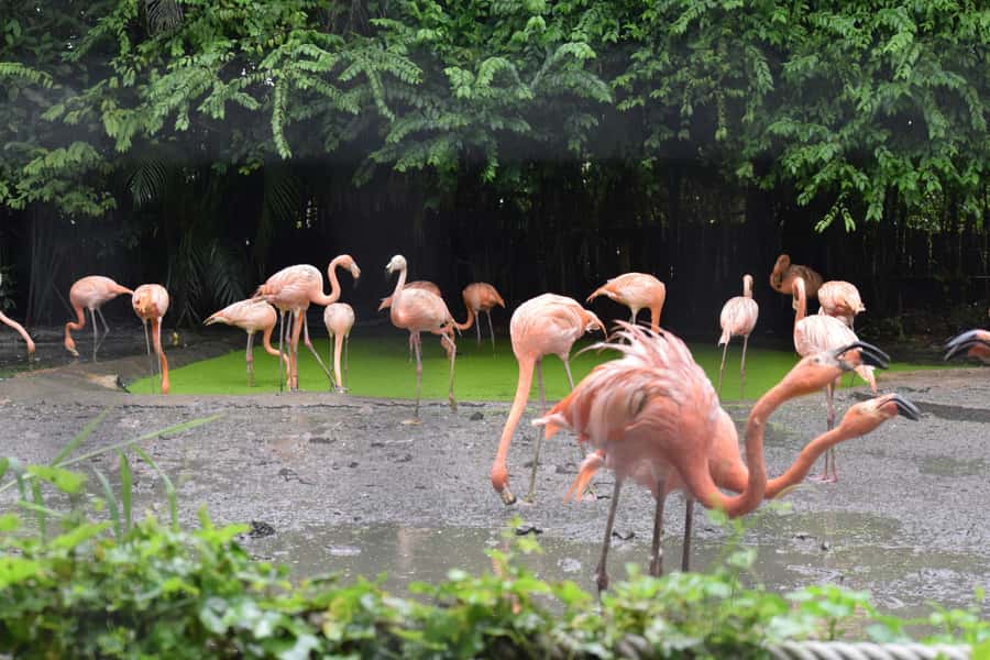 Bangkok Safari & Marine Park - Who this Safari World Bangkok trip fits best