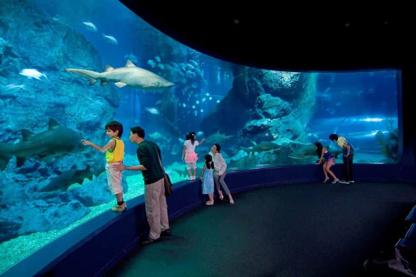 Bangkok: SEA LIFE Bangkok Ocean World Entry Ticket - The 270-degree Ocean Tunnel: best “stand still” moment