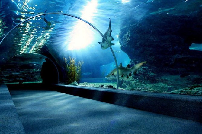 Bangkok SEA LIFE & Madame Tussauds Combo with Hotel Transfers - The real value question: is $95.71 worth it?