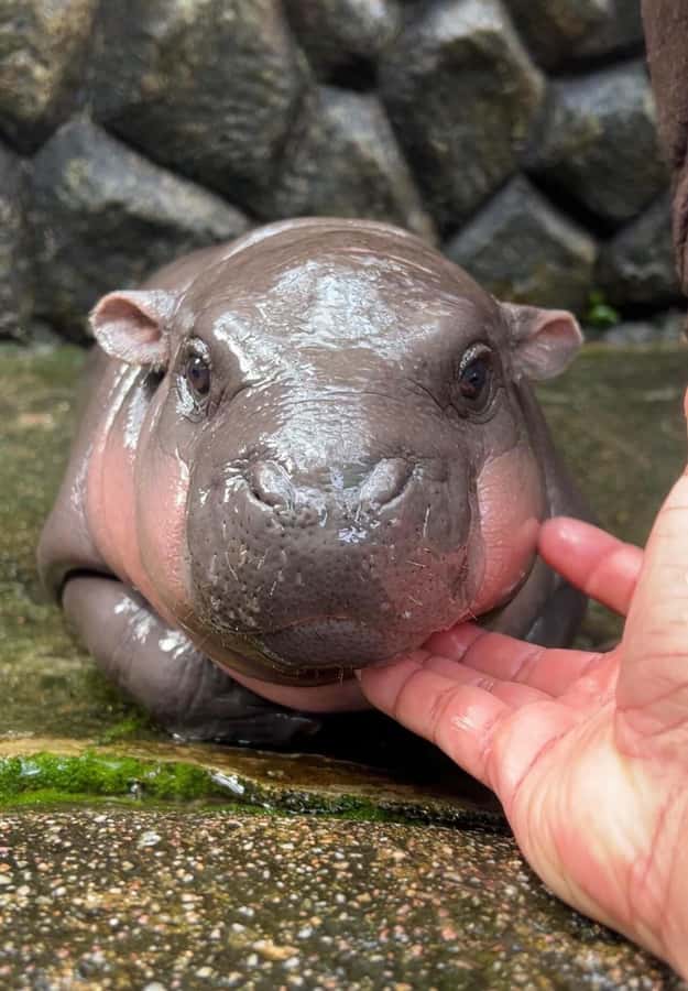 Bangkok to Moo Deng: Private Transfer To Khao Kheow Zoo - Moo Deng the Baby Hippo: The Real Reason to Come