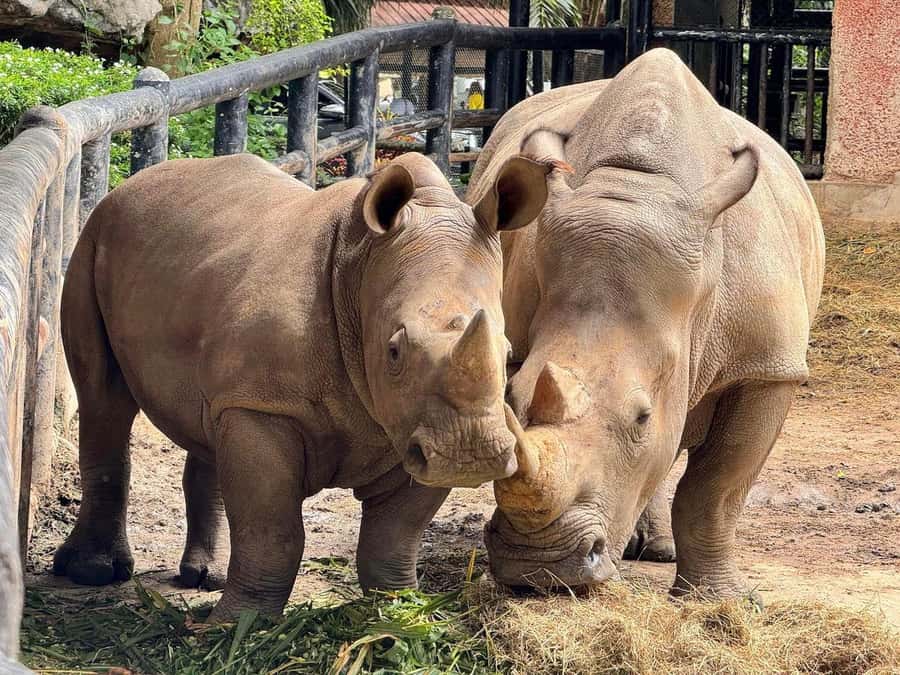 Bangkok to Moo Deng: Private Transfer To Khao Kheow Zoo - What’s Included, What’s Not, and What to Pack
