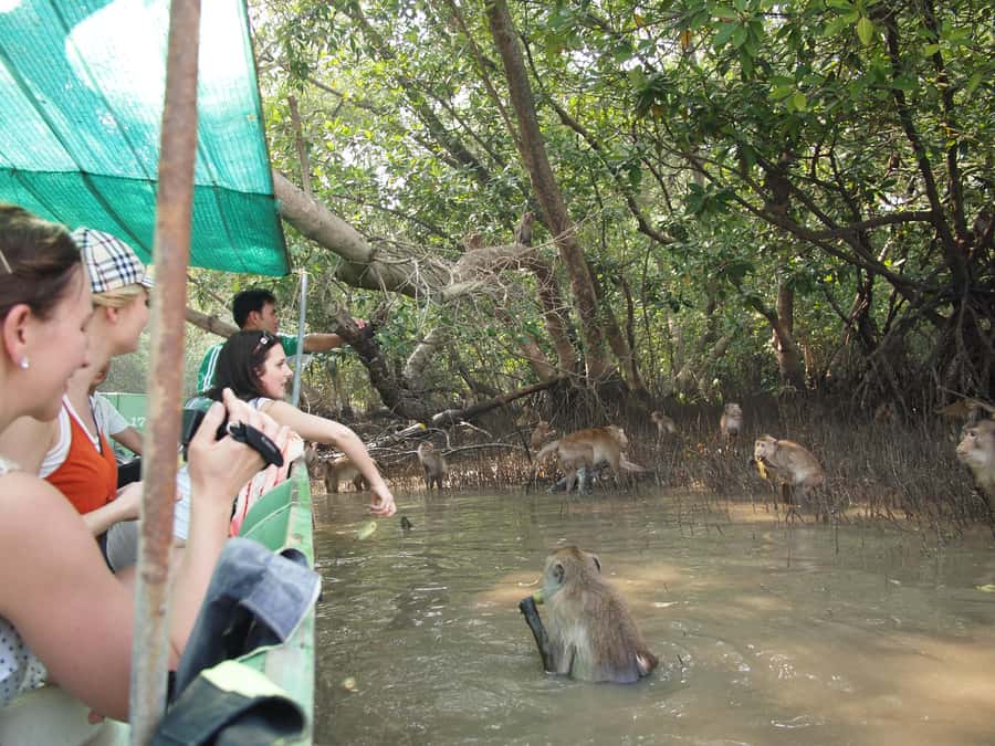 BKK :Meet monkey, mangrove forest, seafood& market -private - The Maeklong Railway Market train moment you won’t forget