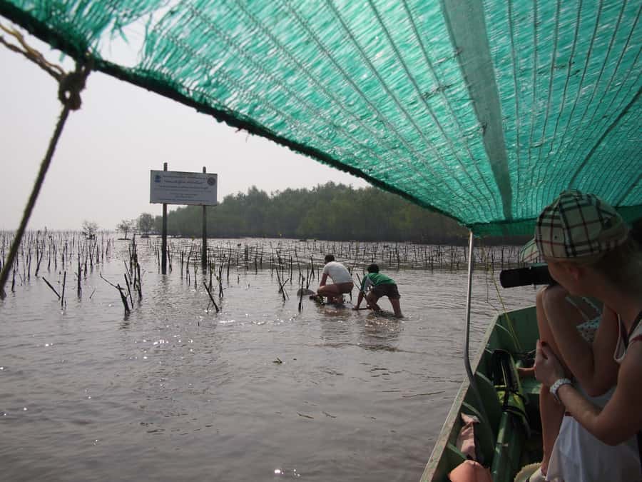 BKK :Meet monkey, mangrove forest, seafood& market -private - Mangrove fish farm and meeting monkeys near the Gulf