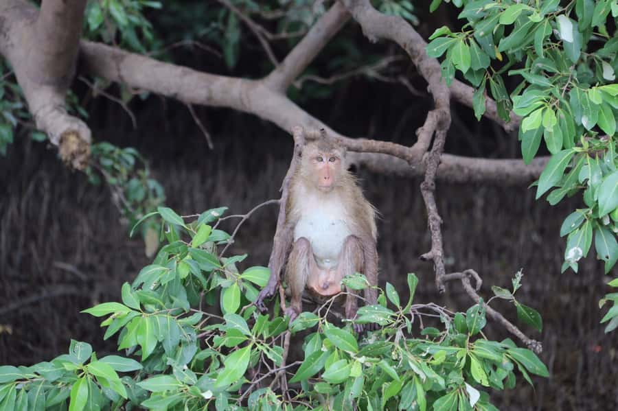 BKK :Meet monkey, mangrove forest, seafood& market -private - Should you book this tour?