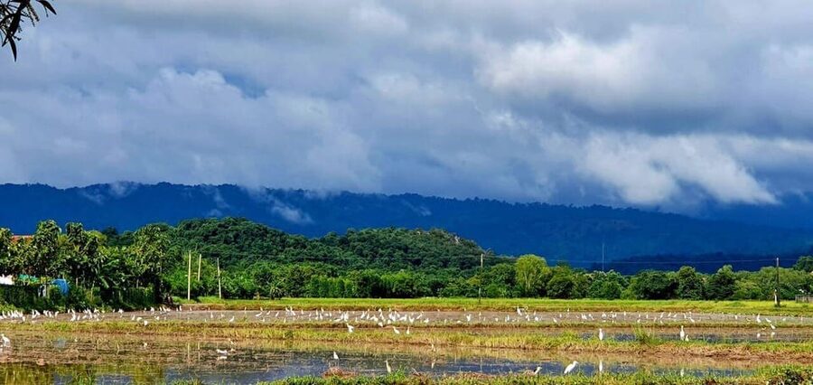 Cultural immersion: Thai cooking, rice farming, eco printing - Price and what $169 really covers