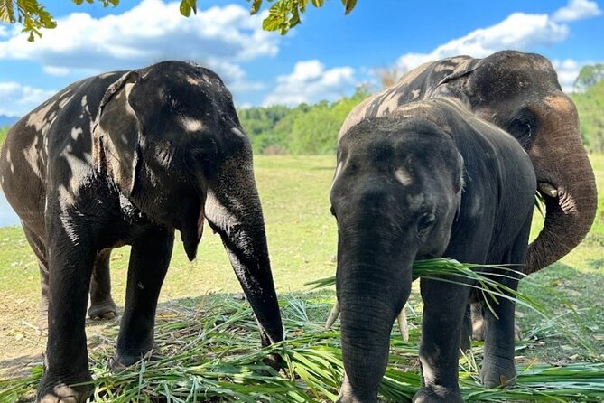 Erawan Waterfall and Elephant care from Bangkok -Private Tour - Key highlights you’ll care about