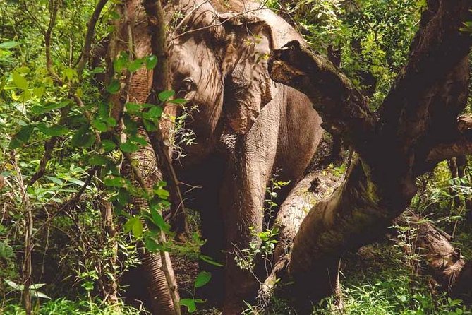 Erawan Waterfall and Elephant Care: Private Tour to Kanchanabur - Kanchanaburi Elephant Sanctuary: rescued elephants and hands-on care time