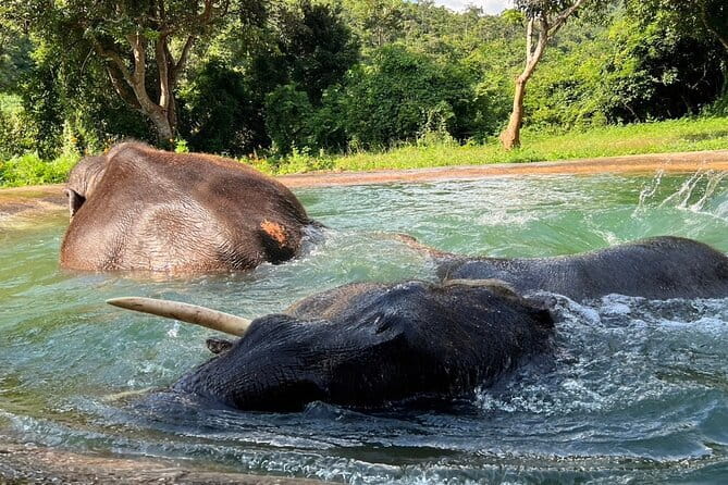 Ethical Elephant Watching Tour From Bangkok & Pattaya - Ethical elephant time at Living Green Sanctuary in Pattaya