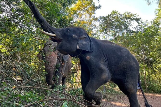 Ethical Elephant Watching Tour From Bangkok & Pattaya - Pad Thai lunch and the “don’t rush me” group size