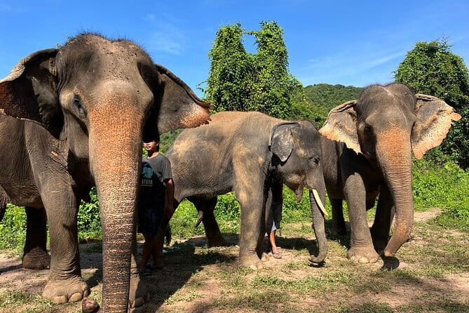 Ethical Elephant Watching Tour From Bangkok & Pattaya - What the 8-hour day feels like from Bangkok & Pattaya