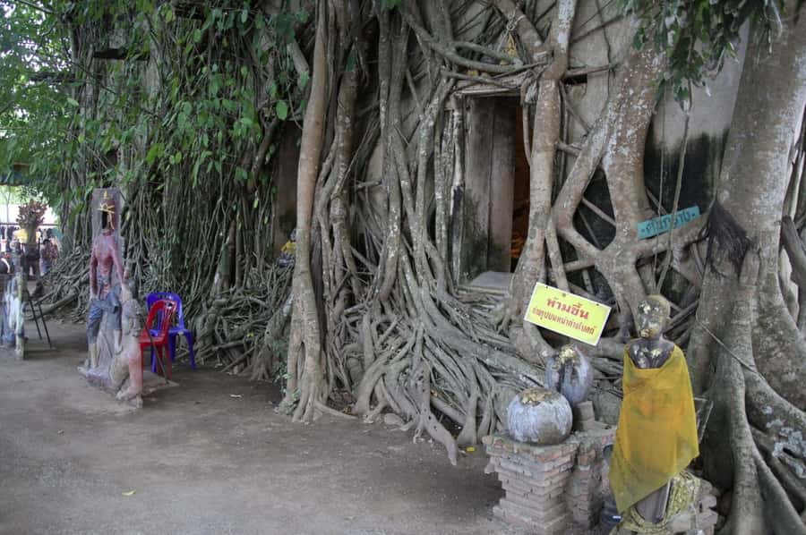 Floating Market Full-Day Bicycle Tour from Bangkok - The coconut plantation and traditional palm-coconut sugar making