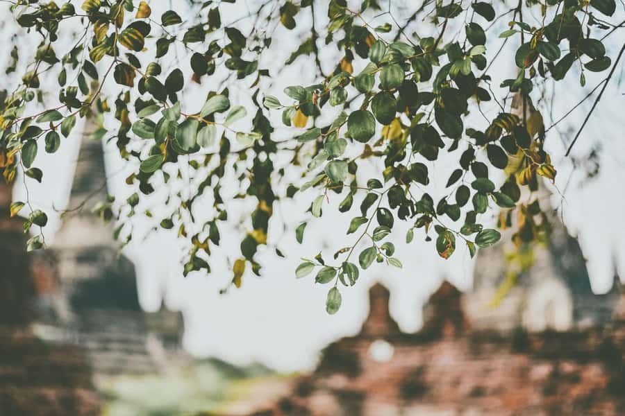 From Bangkok: Ayutthaya Ancient City Temple Tour - Price and Value: $48 for a One-Day Temple Circuit