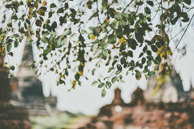 From Bangkok: Ayutthaya Ancient City Temple Tour - Who This Tour Fits Best (and Who Should Skip It)