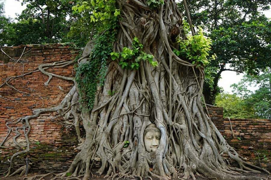 From Bangkok: Ayutthaya & Khao Yai National Park Day Trip - One Day, Two Very Different Sides of Thailand