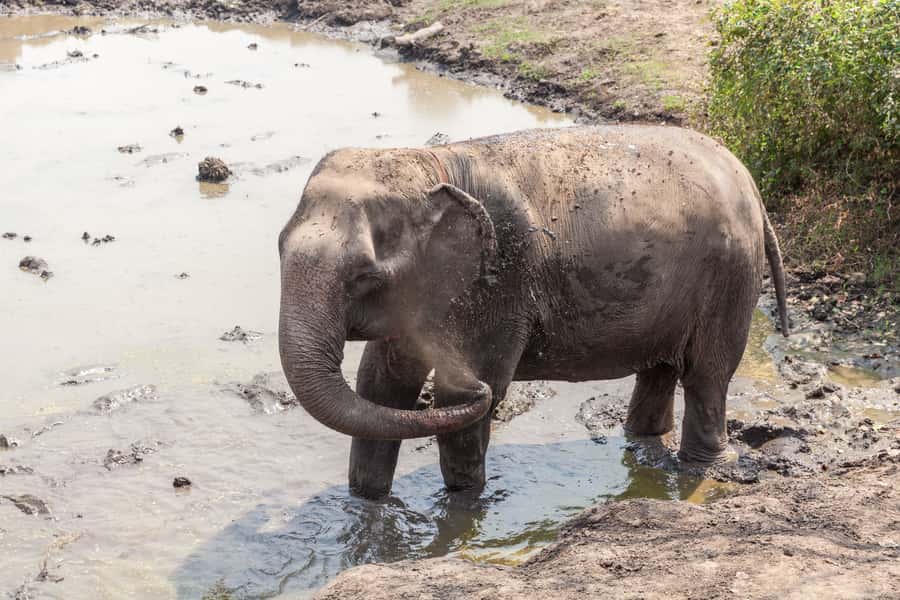 From Bangkok: Elephant Sanctuary and Kanchanaburi Tour - Should you book this Bangkok-to-Kanchanaburi elephants and River Kwai day trip?