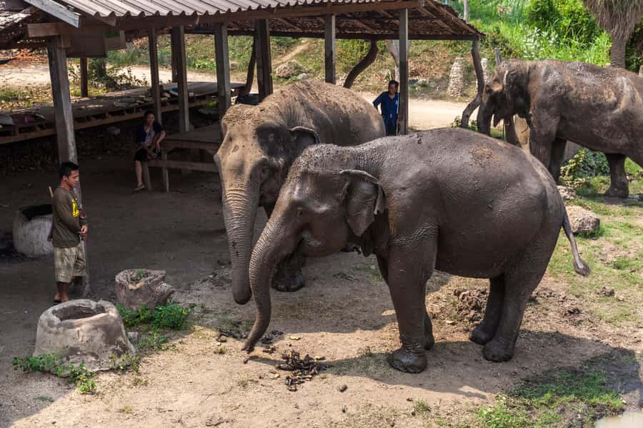From Bangkok: Elephant Sanctuary and Kanchanaburi Tour - Feeding elephants, cutting grass, and learning how to help